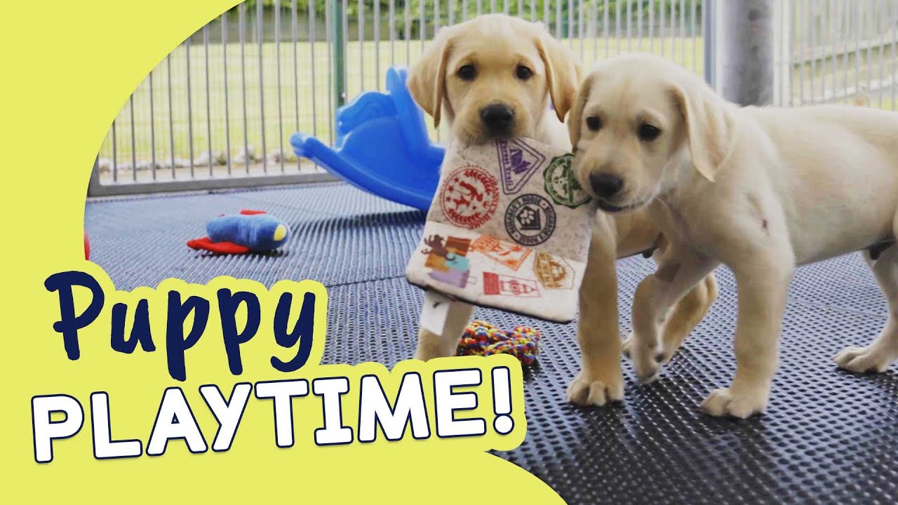 Summer Fun with Our Puppies | Guide Dogs Puppy Playtime