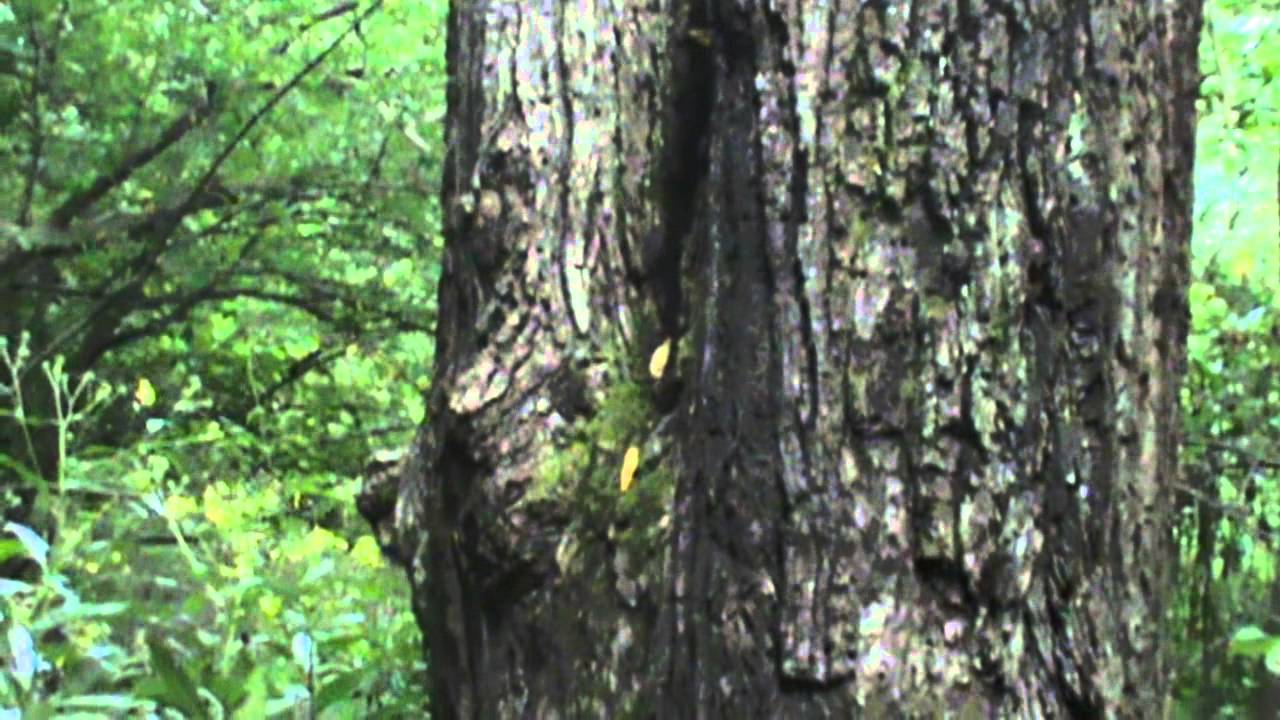 Giant Black walnut tree video