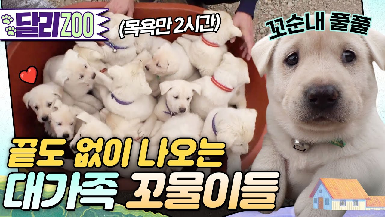 [🐕#달리ZOO] Ctrl+C, Ctrl+V 무한 반복 중인 19마리 꼬물이들🐶 #TV동물농장 #달리 #DALI