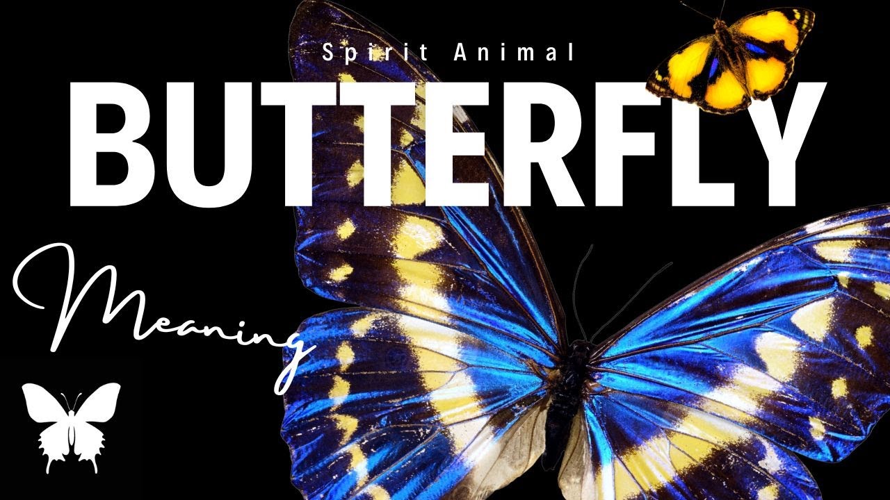 Butterfly Spirit Animal | Butterfly Spirit Guide | Butterfly Symbolism | Butterfly Totem