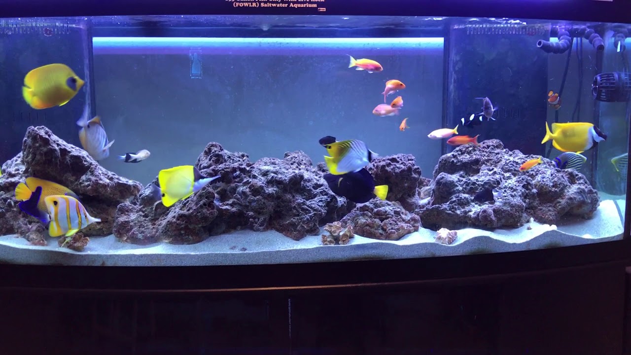 My 155 Gallon Fish Only With Live Rock (FOWLR) Saltwater Aquarium