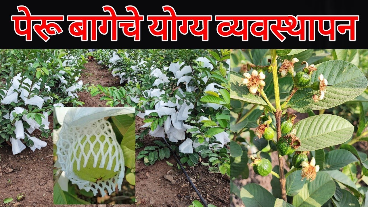 पेरू बागेचे योग्य व्यवस्थापन || पहिले वर्ष 13500 रोपे 350 टन पेरू || पेरू लागवड कशी करावी?
