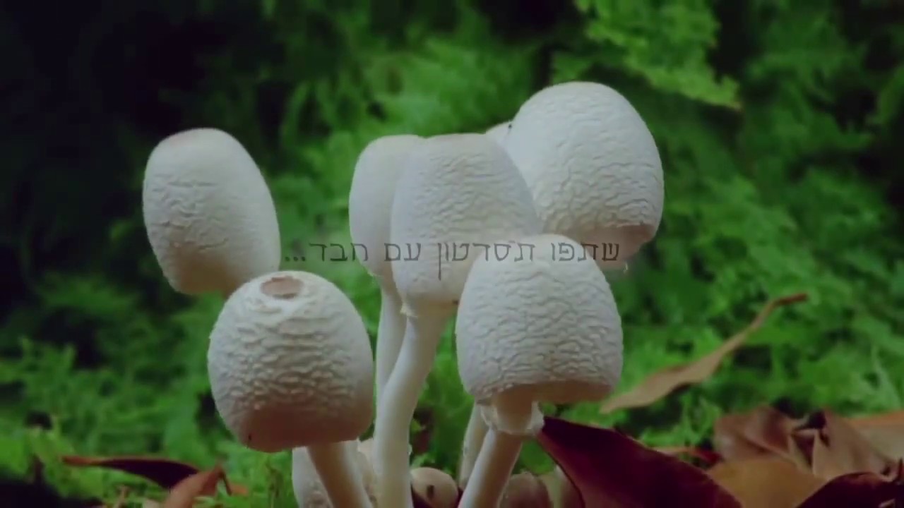 הרב בזאנסון - אין רצון טוב שנאבד