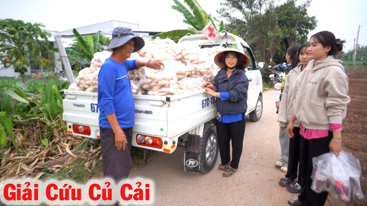 N&ocirc;ng D&acirc;n tặng CỦ CẢI, Ch&uacute;ng Em Bỏ C&ocirc;ng Sức Thu Hoạch CỦ CẢI tặng Cơ Sở Từ Thiện, Cực M&agrave; Vui