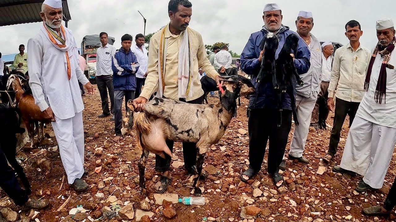 महाराष्ट्रातील सर्वात मोठा शेळ्या मेंढ्या चा बाजार | 16/08/2025 (शनिवार)चाकण बकरी बाजार अपडेट |