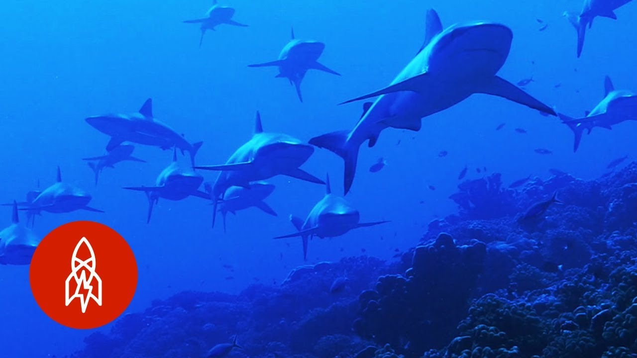 Swimming Through the Wall of Sharks
