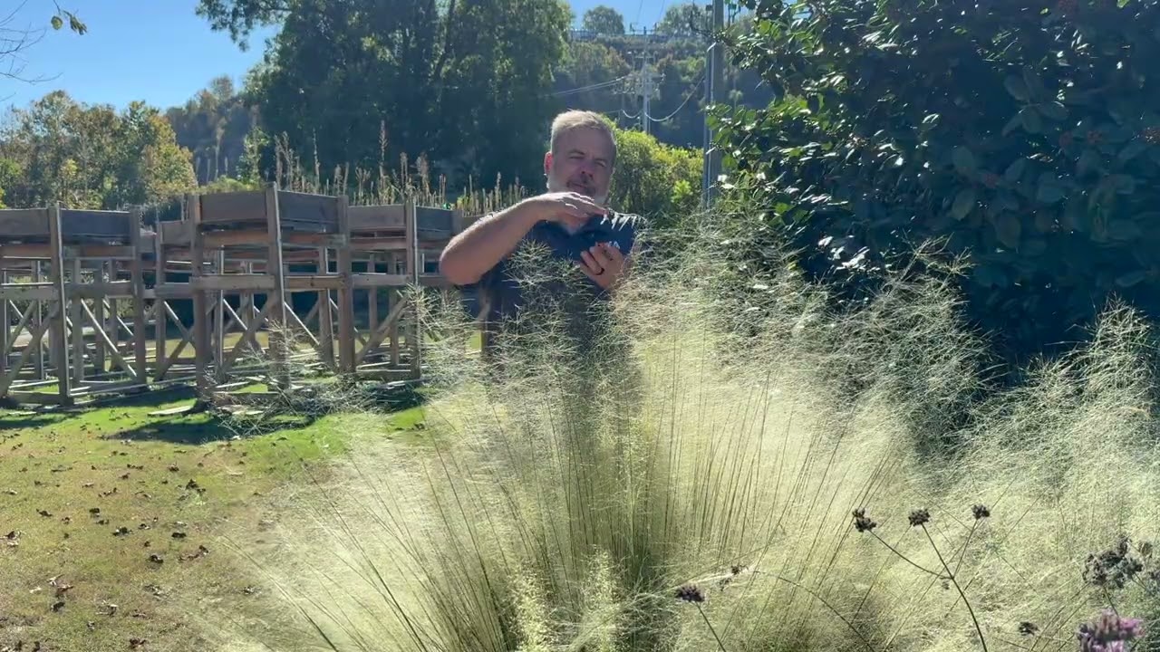 Muhlenbergia sericea 'White Cloud' - White Awn Muhly AKA Muhlenbergia capillaris 'White Cloud'