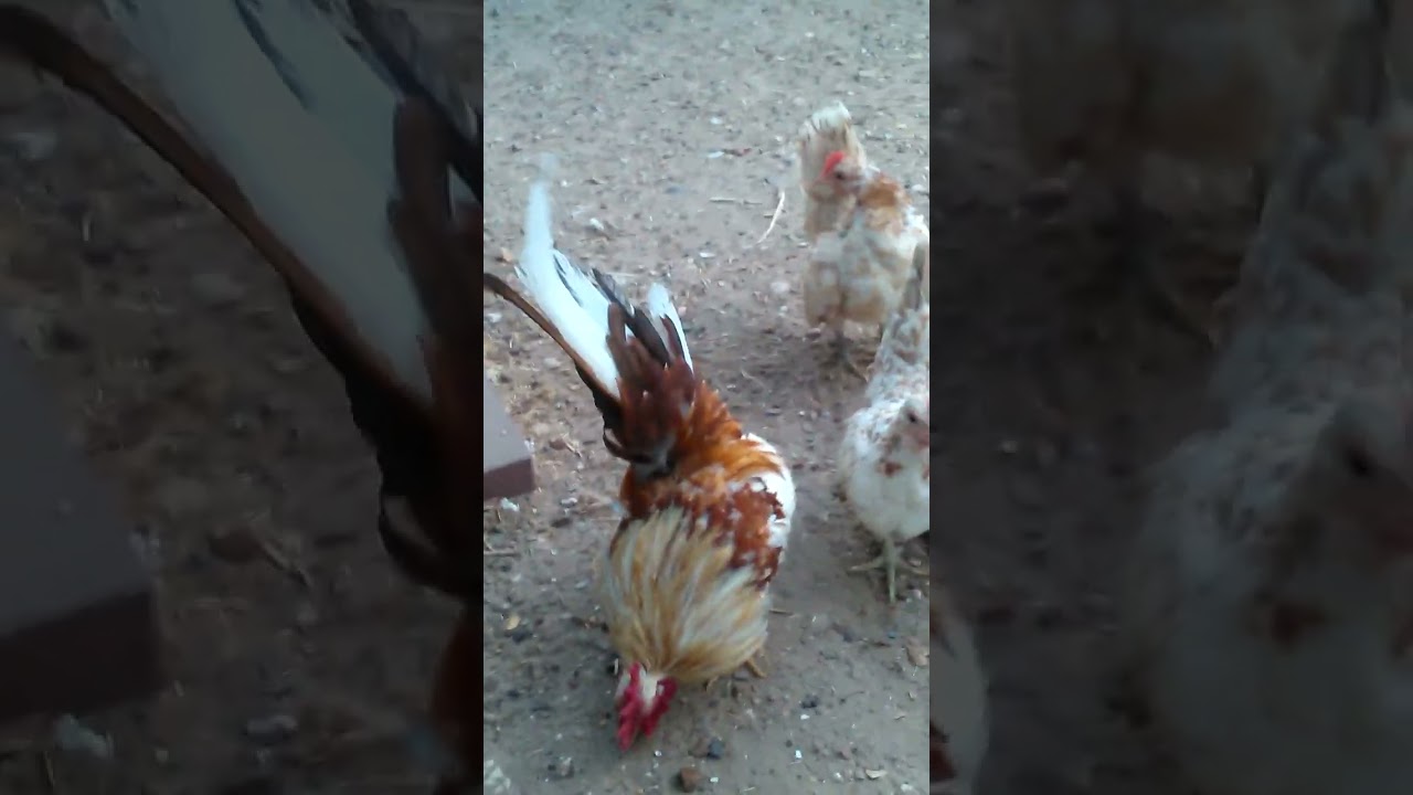 gallos seramita