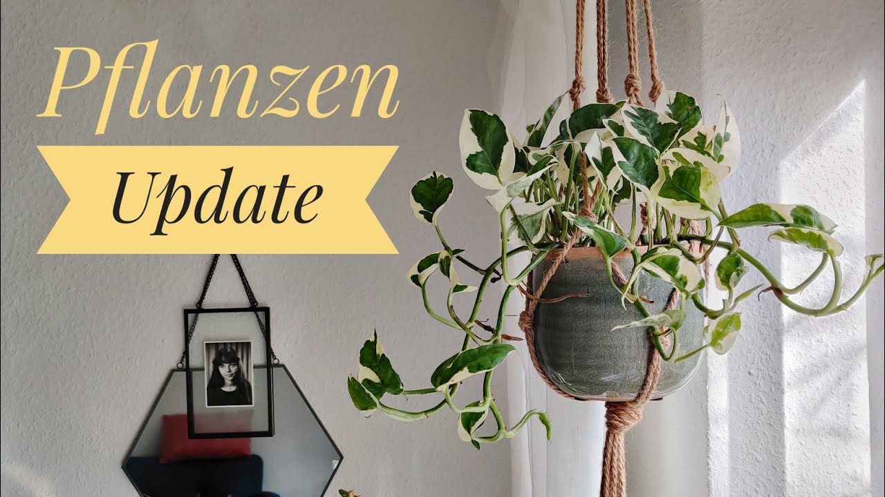 PFLANZENUPDATE | YUKKA ÜBERGOSSEN, PON, neue PFLANZEN&TÖPFE und TRAUERMÜCKENPROBLEM | PFLANZENMUDDI