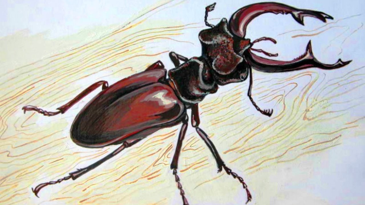 КАК нарисовать ЖУКА карандашом