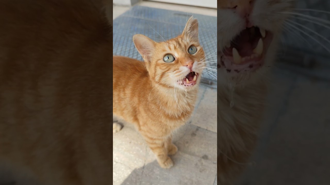 İnnocent Orange Cat Meowing 