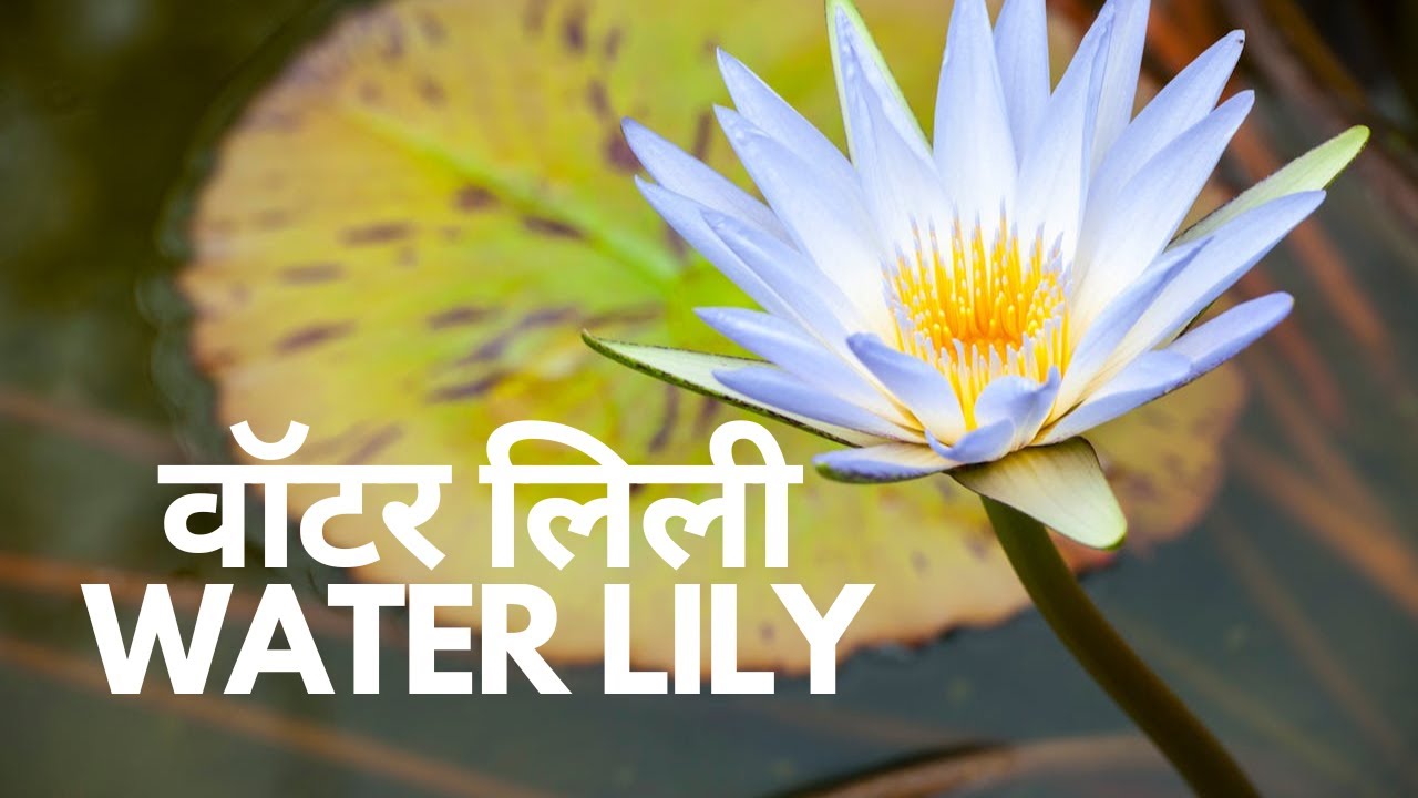 Water Lily | वाटर लिली | Nymphaeaceae | Nymphaea odorata | Nymphaea alba