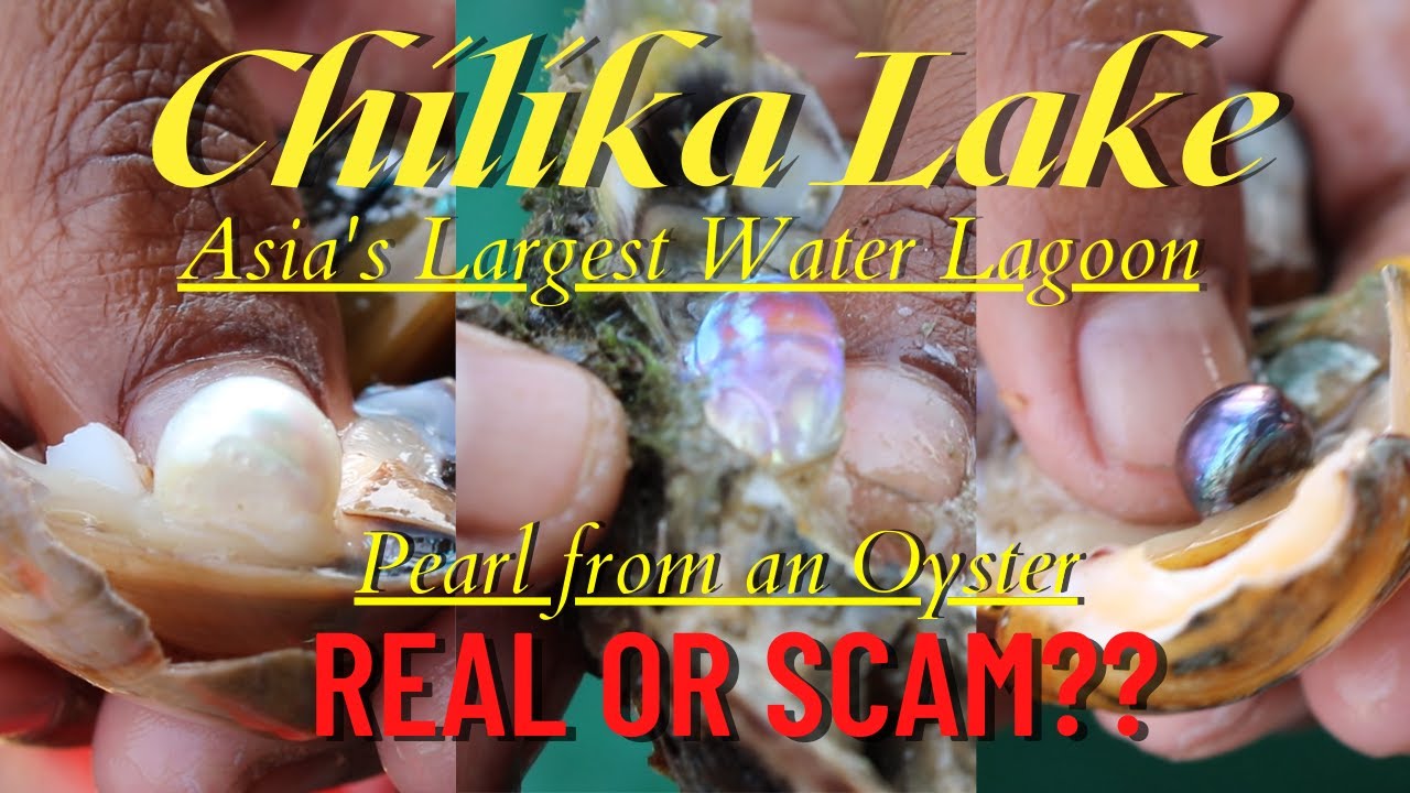 Chilika Lake Odisha - Asia's Largest Brackish Water Lagoon | Pearl from an Oyster! Real or Just a...