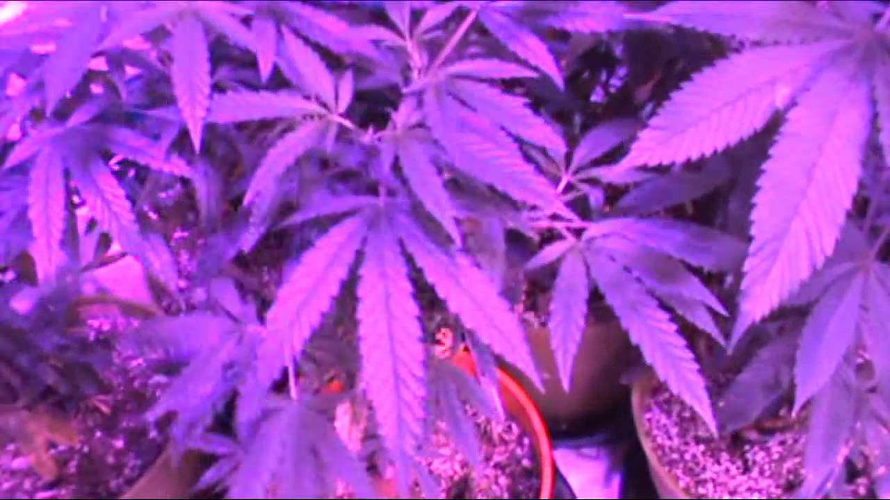 Crop King Seeds