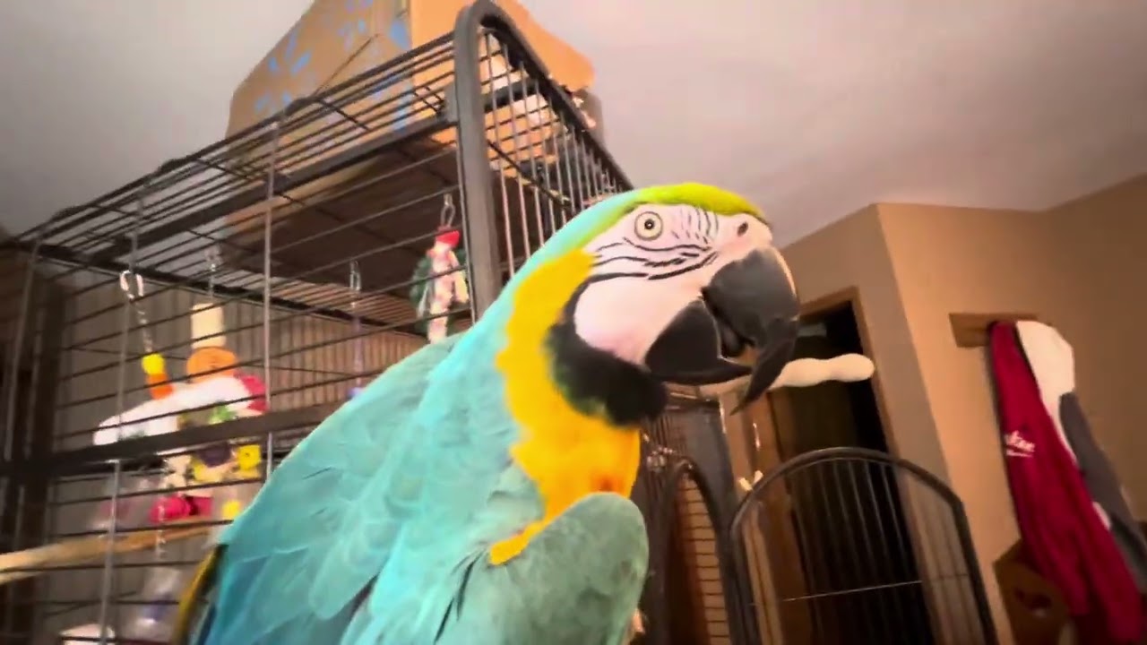 Charley climbing on her house says hi