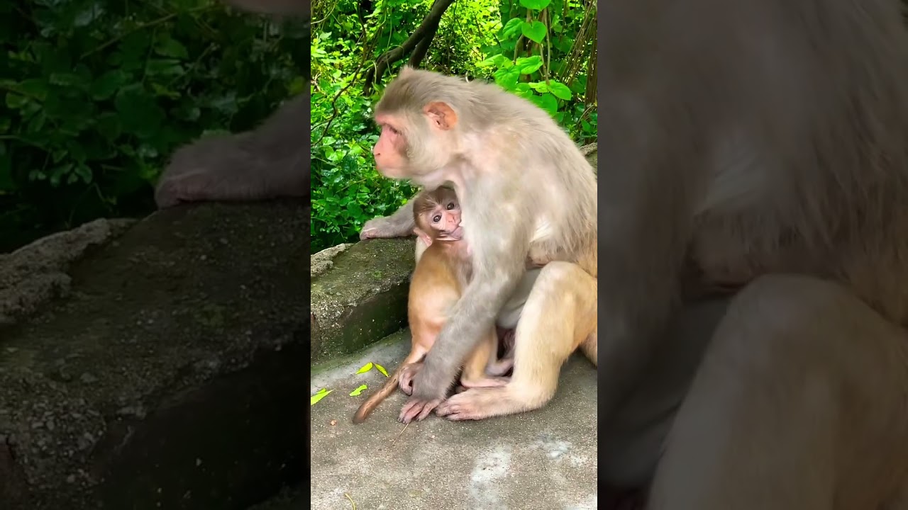 Masti time🍼🙌 #respect #monkey #funny #shortsviral #popular #daily #shortsfeed