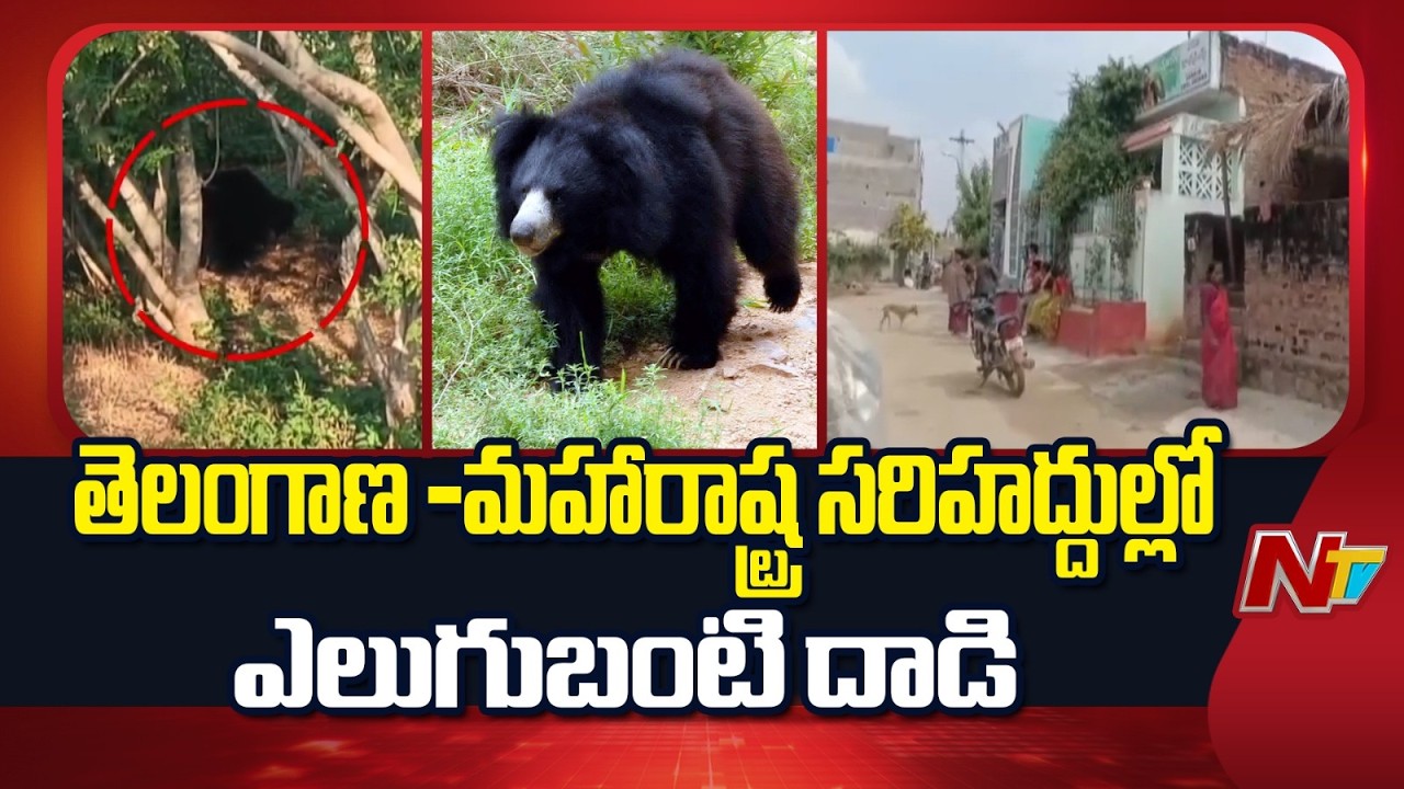 8మందిపై ఎలుగుబంటి దాడి..ఒకరు మృ*తి | Bear Hulchul in Telangana-Maharashtra Border | NTV Telugu