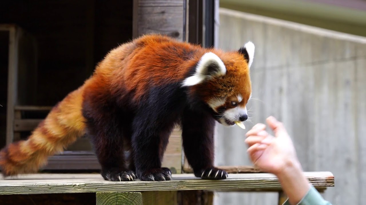レッサーパンダ　ランチタイムの模様　千葉市動物公園　2019.11.8