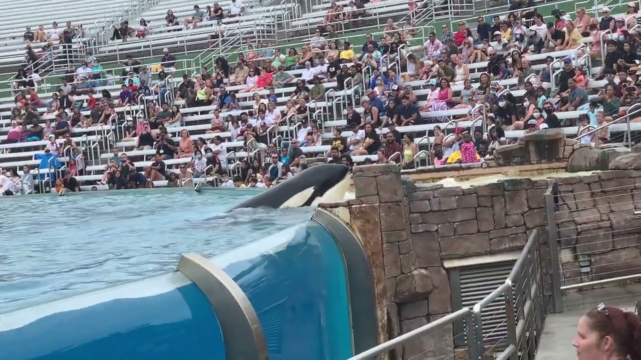 #sandiego #seaworld 
