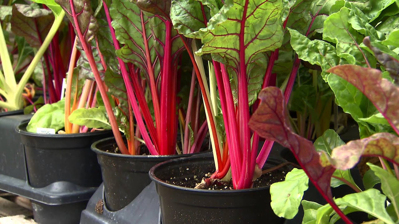 Swiss chard offers nutrition, colorful ornamentation