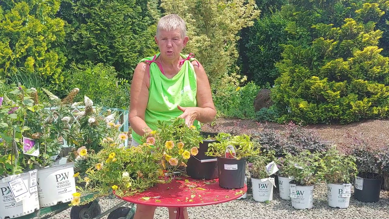 Cutting Back Flowers | Cutting Back Perennials | How to Fix Leggy Petunias