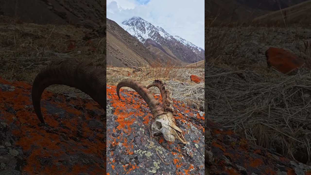 a mountain goat skull with horns lies on a stone against a background of mountains on a spring day