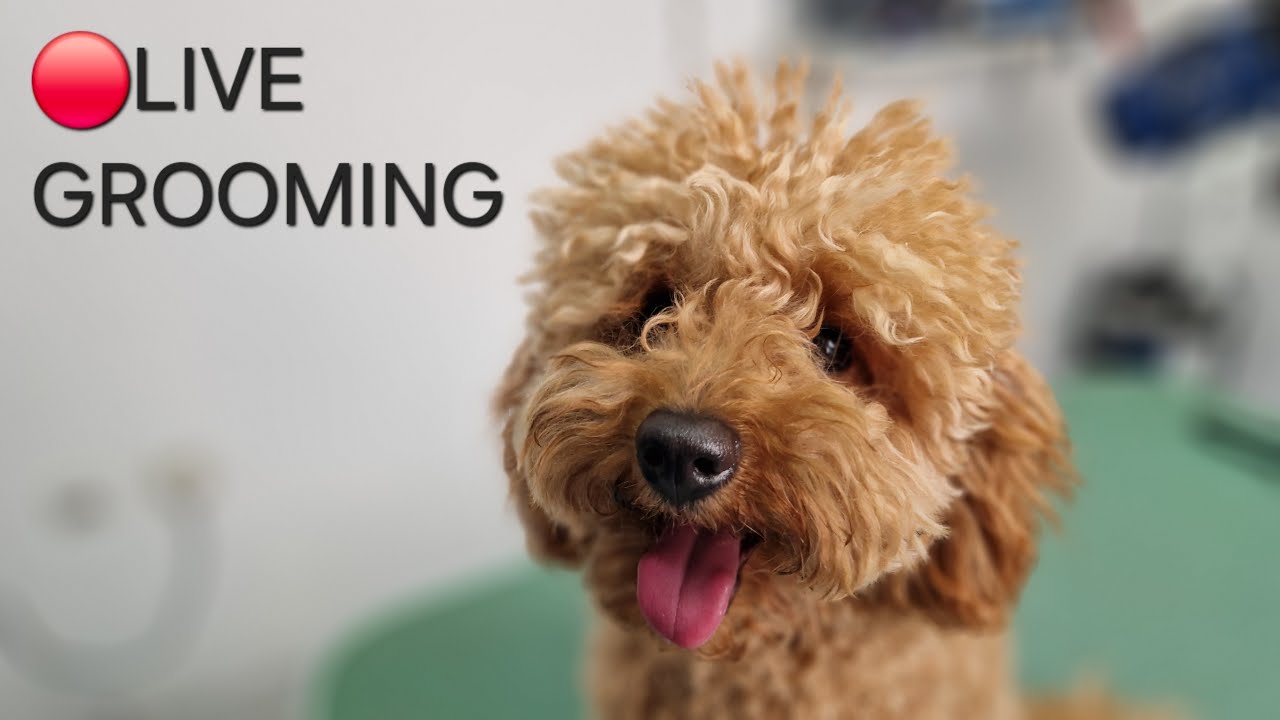 🔴 Live Poodle Grooming 🐾