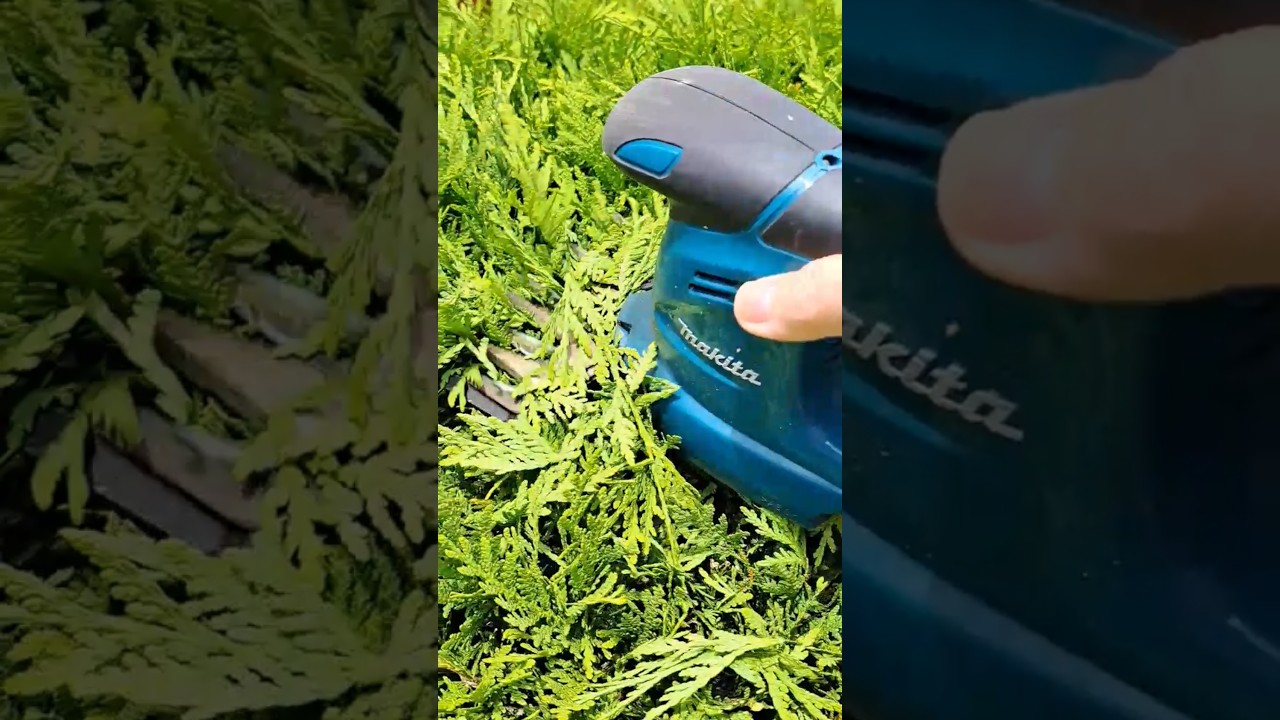 🌳 Formowanie krzewów 😱 Ogromna kula 