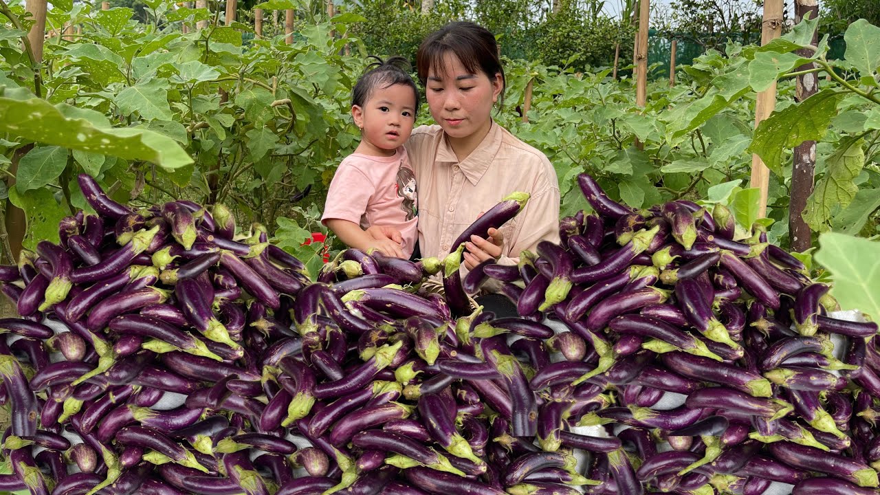 Harvesting Eggplants to Sell and Earn Money to Buy New Pots and Toys for the Kids