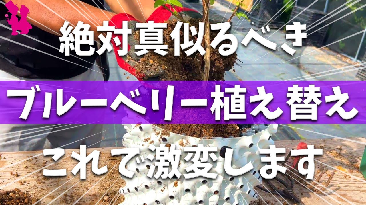 【やれば良くなる】ブルーベリーの植え替えをプロ農家が実演解説します