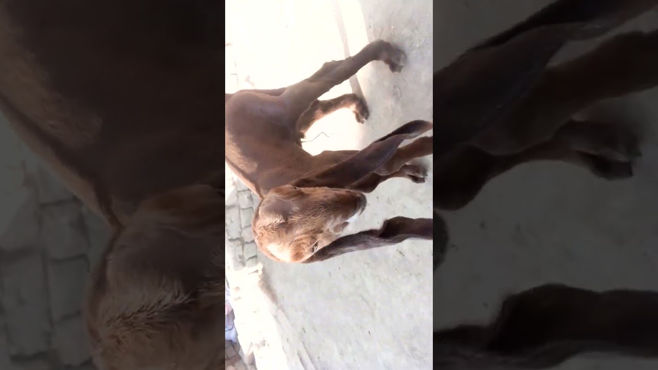 ddp bakri 3bacho k sath for sale rabta number  03451712260