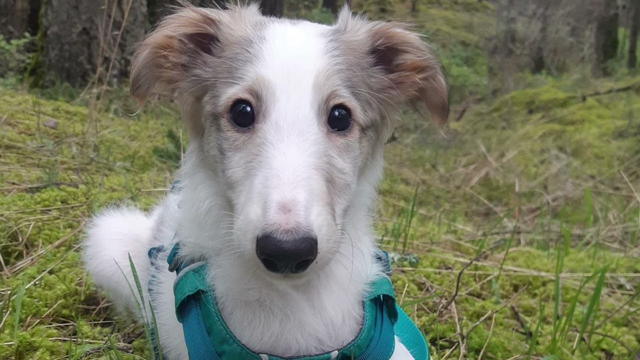Celebrating Canadian Silken Windhound Puppies