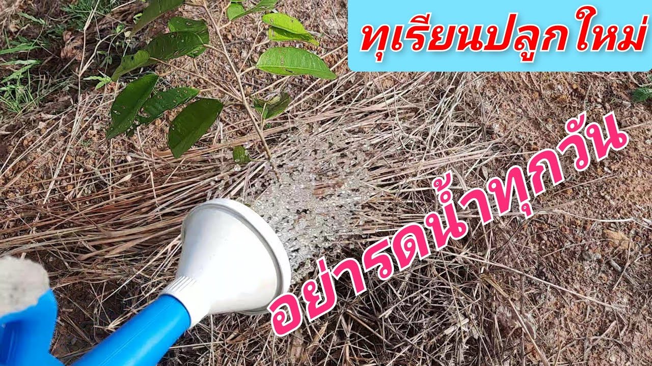 #ทุเรียนปลูกใหม่ (อย่ารดน้ำทุกวัน) ระวังรากเน่า
