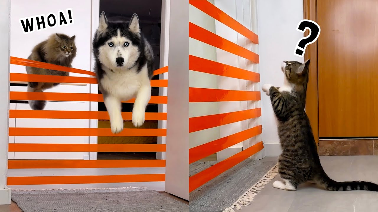 Husky Dogs and Cats Teach a New Kitten to Jump!