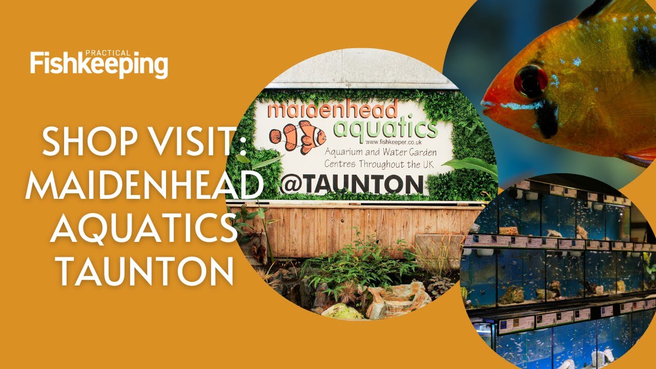 PFK Shop Tour- Maidenhead Aquatics @ Taunton