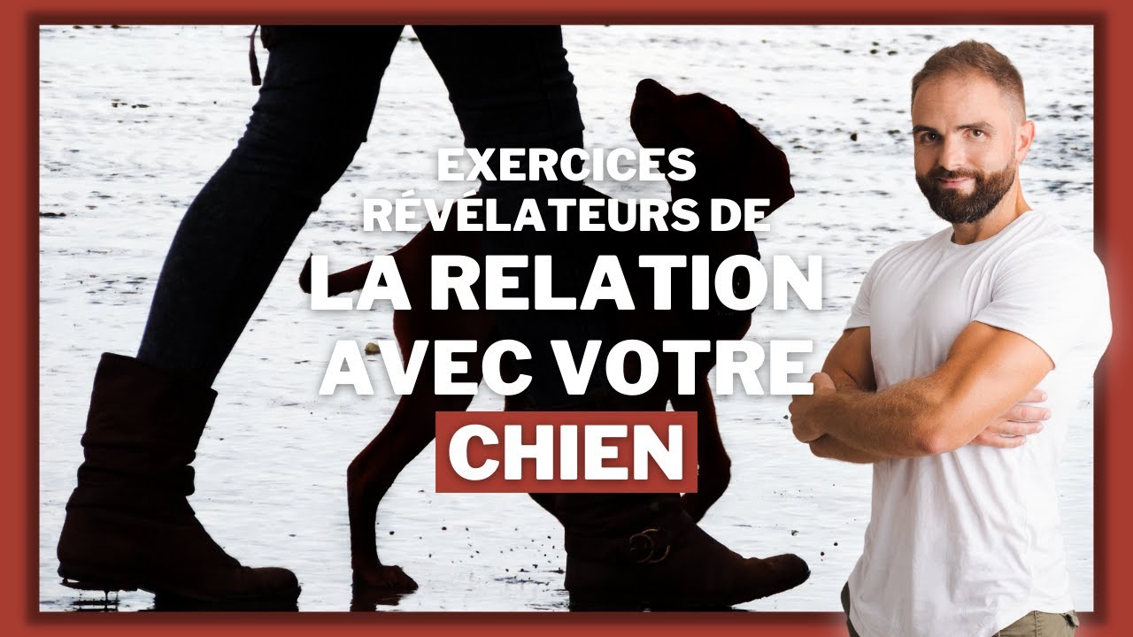 relation maitre / chien : un exercice révélateur !