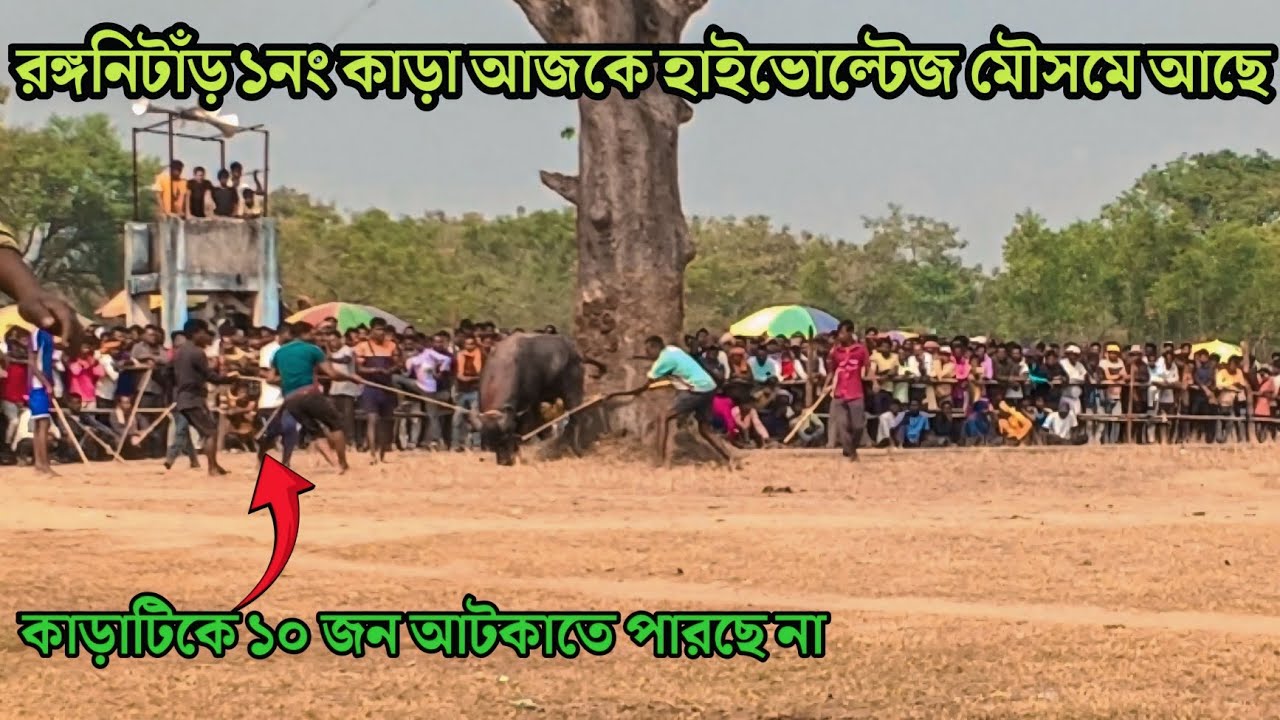 রঙ্গনিটাঁড় ১নং কাড়া আসরের মধ্যে কি রকম মৌসুমে আছে দেখুন।