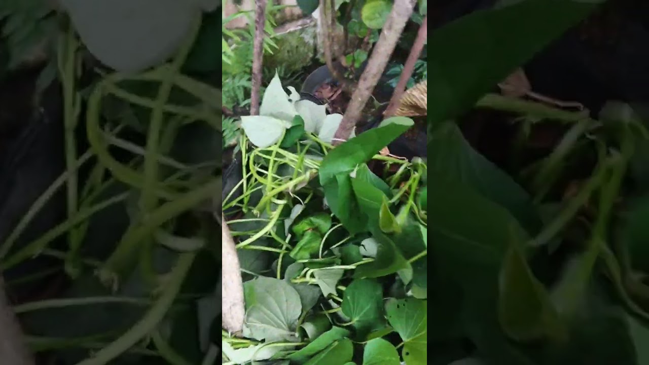 Pangkas tanaman yg rimbun,daunnya dibikin kompos#garden#hobi#🥰💪