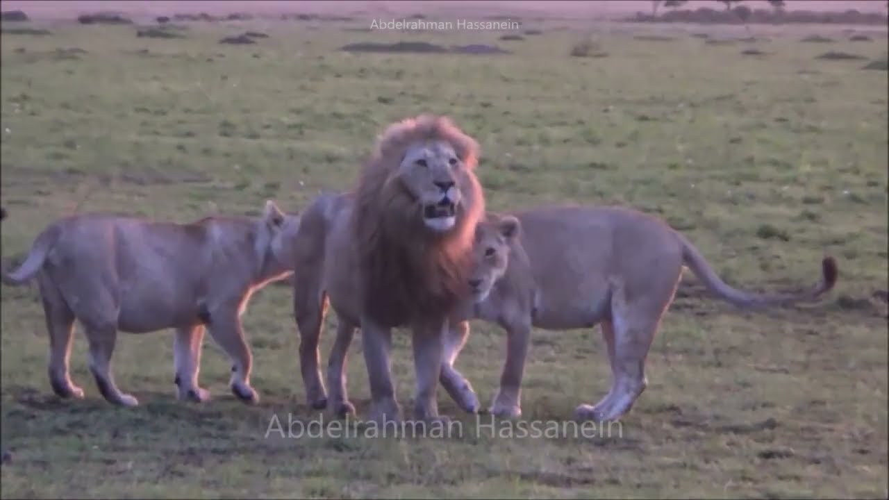 Oloshipa and Oloimina chasing Olonkera