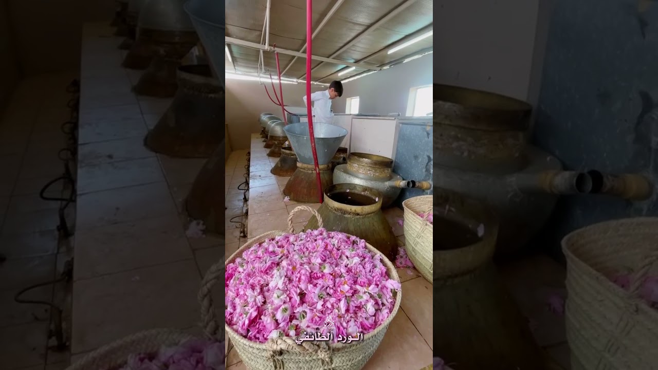 كيف يصنع دهن الورد الطائفي
