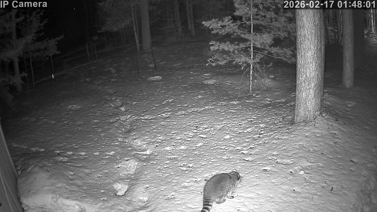 20260217 014416 Four Raccoons snowy backyard combo