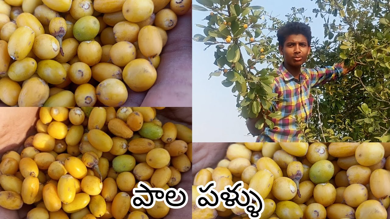 adavi pala pallu forest milk fruits 😋😋