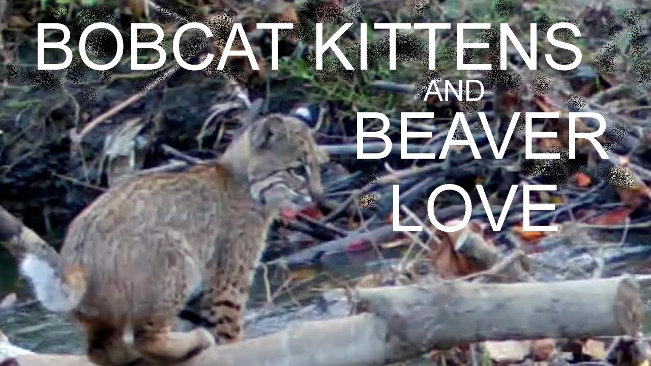 Beaver Love and Bobcat Kittens - Addicks Reservoir Trail Camera