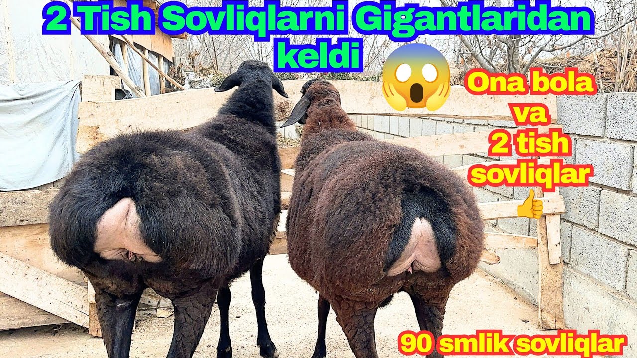 🔥90 SM LIK GIGANT—2 TISH SOVLIQLAR KELDI! KIMGA SIFATLI, YIRIK ZOT KERAK BO‘LSA, MARHAMAT👍 #arashan 