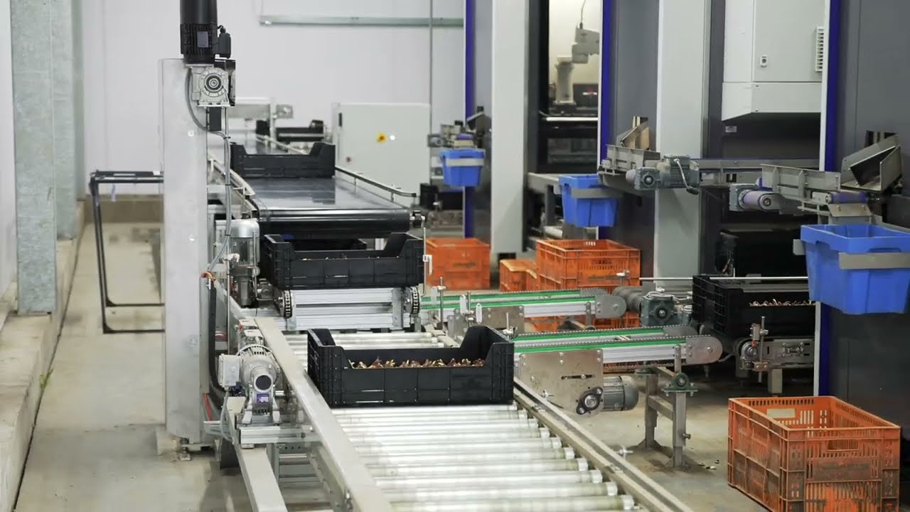 KG Systems - Zwettulips 2025
