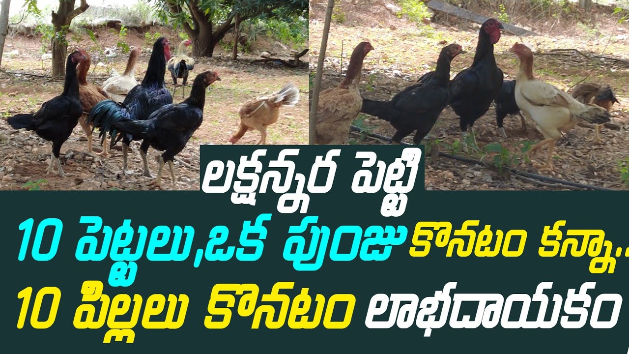 Peru Kollu Pempakam || జాతి కోడి పిల్లలు కొనటం లాభదాయకం || Jathi Kolla Pempakam Success Story