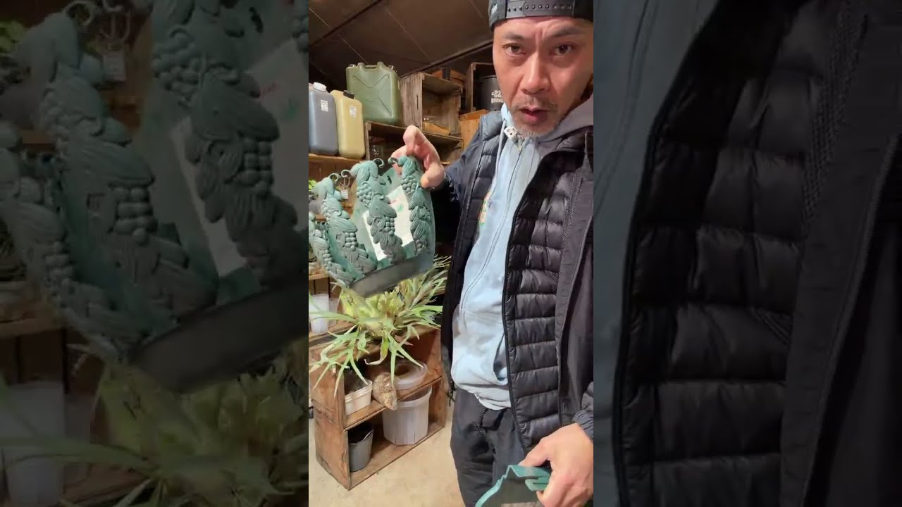 ほんわかアロイダーズ がライブ配信中！