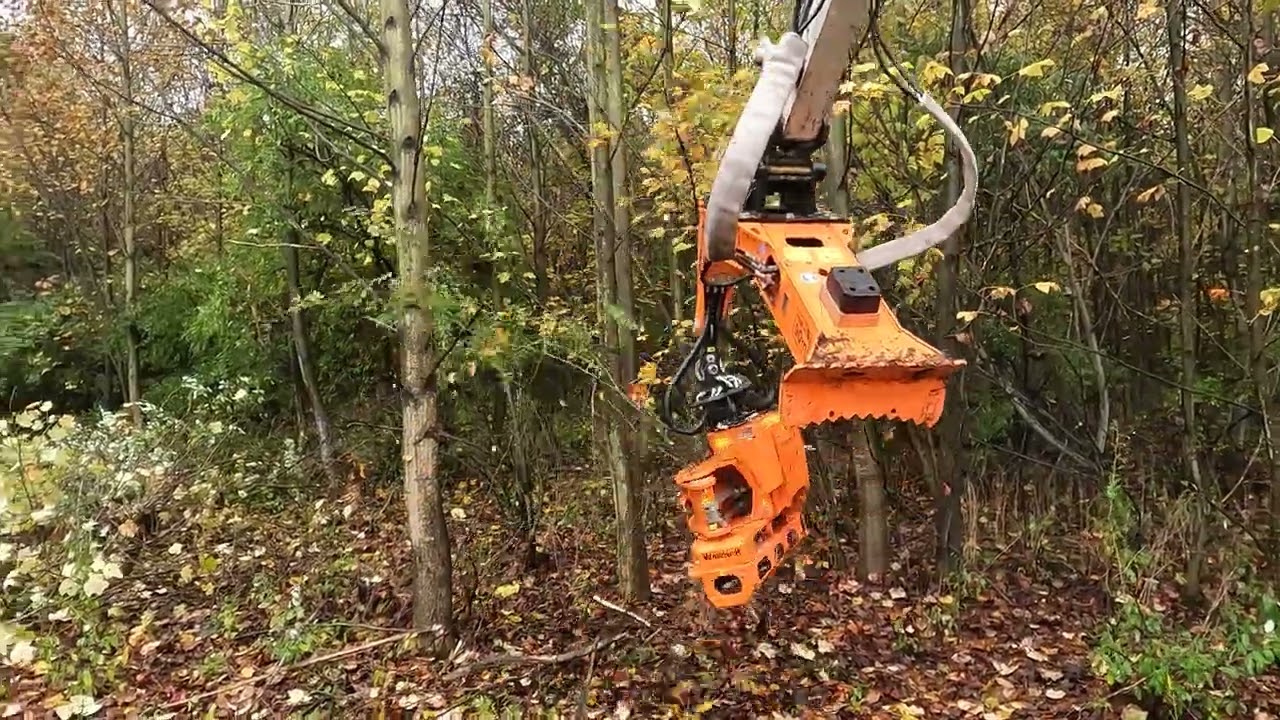 Woodcracker CS CRANE in a stand of small poplars