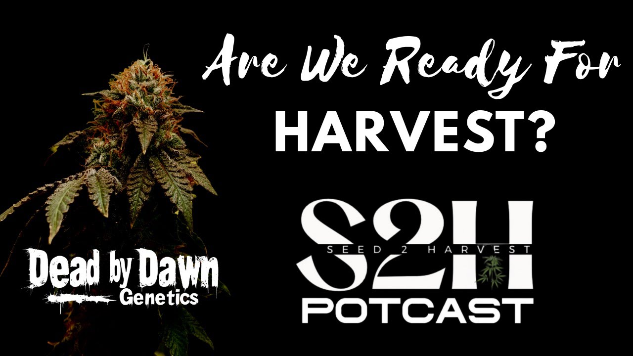 S2H POTCAST | SEASON 4 | Are we ready for Harvest?