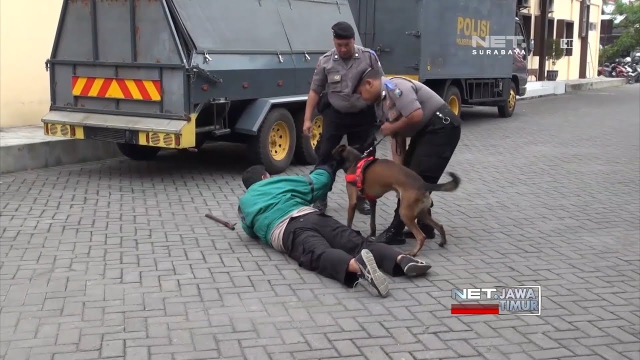 NET. JATIM - KEMAMPUAN KHUSUS DARI AKSI SATWA K9
